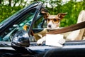 Dog drivers license driving a car Royalty Free Stock Photo