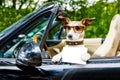 Dog drivers license driving a car Royalty Free Stock Photo