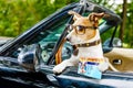 Dog drivers license driving a car Royalty Free Stock Photo