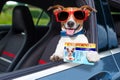 Dog drivers license Royalty Free Stock Photo