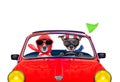 Dog driving a car Royalty Free Stock Photo