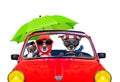 Dog driving a car Royalty Free Stock Photo