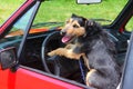 Dog Driving Royalty Free Stock Photo