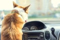 Dog driving a steering wheel in a car Royalty Free Stock Photo