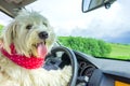 Dog driving a steering wheel Royalty Free Stock Photo