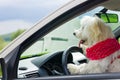 Dog driving a steering wheel in a car Royalty Free Stock Photo