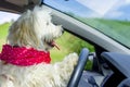 Dog driving a steering wheel in a car Royalty Free Stock Photo