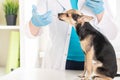 Dog drug, pet medicament, veterinarian in the clinic gives a small toy terrier a liquid suspension from a syringe, animal pharmacy