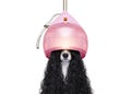 Dog drying hair at hairdressers Royalty Free Stock Photo