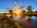 Dog ducks river sun rise Royalty Free Stock Photo