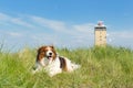 Dog in the dunes Royalty Free Stock Photo