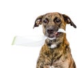Dog with dustpan. isolated on white background Royalty Free Stock Photo