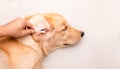 Dog ear cleaning. Man using white cotton bud to cleaning dog ear Royalty Free Stock Photo