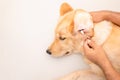 Dog ear cleaning. Man using white cotton bud to cleaning dog ear Royalty Free Stock Photo