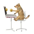 Dog earns bitcoins from laptop 3 Royalty Free Stock Photo