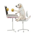 Dog earns bitcoins from laptop 2 Royalty Free Stock Photo