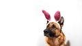 Dog in Easter bunny costume and plenty of room for text and advertising. Portrait of German shepherd black and red on white Royalty Free Stock Photo
