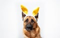 Dog in Easter bunny costume and plenty of space for text and ads. Portrait of German shepherd in black and red color on white Royalty Free Stock Photo