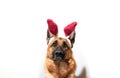 Dog in Easter bunny costume. Plush band of hare ears on head of shepherd dog. Portrait of German shepherd black and red color on Royalty Free Stock Photo