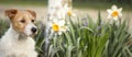 Dog with Easter flowers in spring, web banner Royalty Free Stock Photo