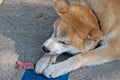 Akita Inu dog eating a bone Royalty Free Stock Photo