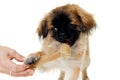 Dog eating bone Royalty Free Stock Photo