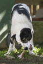 Dog eating bone Royalty Free Stock Photo