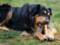 Dog eating bone Royalty Free Stock Photo