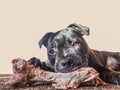 Dog eating a bone Royalty Free Stock Photo
