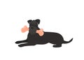 Dog eating a bone isolated vector Royalty Free Stock Photo