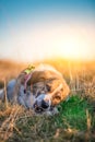 Dog eating bone Royalty Free Stock Photo