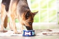 Dog eating from bowl Royalty Free Stock Photo