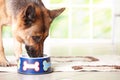 Dog eating from bowl Royalty Free Stock Photo