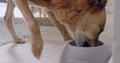 Dog eating a bowl of wet or dry food with vitamins for a nutritious diet and healthy growth at home. Closeup of hungry