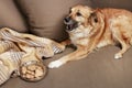 Dog eating a cookie on the sofa Royalty Free Stock Photo