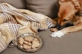 Dog eating a cookie on the sofa Royalty Free Stock Photo