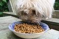 Dog Eating Dog Food in a Bowl Kibble Pet Food 