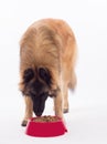 Dog eating from dog food in plastic red bowl Royalty Free Stock Photo