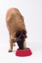 Dog eating from dog food in plastic red bowl Royalty Free Stock Photo