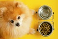 Dog eating dry food and water in bowl, looking at the camera, waiting command Royalty Free Stock Photo