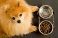 Dog is eating dry food and water in bowl, looks at the camera, waiting for the command. animal and diet. Royalty Free Stock Photo