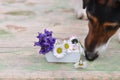 Dog eating flowers