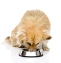 Dog eating food from dish. on white background Royalty Free Stock Photo