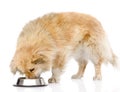 Dog eating food from dish. on white background Royalty Free Stock Photo