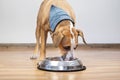 Dog eating food from its bowl indoors. Cute young staffordshire Royalty Free Stock Photo