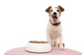 DOG EATING FOOD. JACK RUSSELL LINKING WITH TONGUE OUT NEXT TO A BOWL AND OVER A TABLE