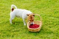 Dog eating fresh raspberries from basket