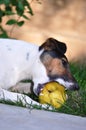 Dog eating fruit Royalty Free Stock Photo