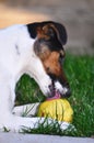 Dog eating fruit Royalty Free Stock Photo