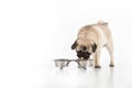 Dog eating. Royalty Free Stock Photo